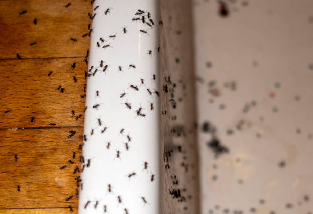 Best Ant Control Services  in Junction City, OR